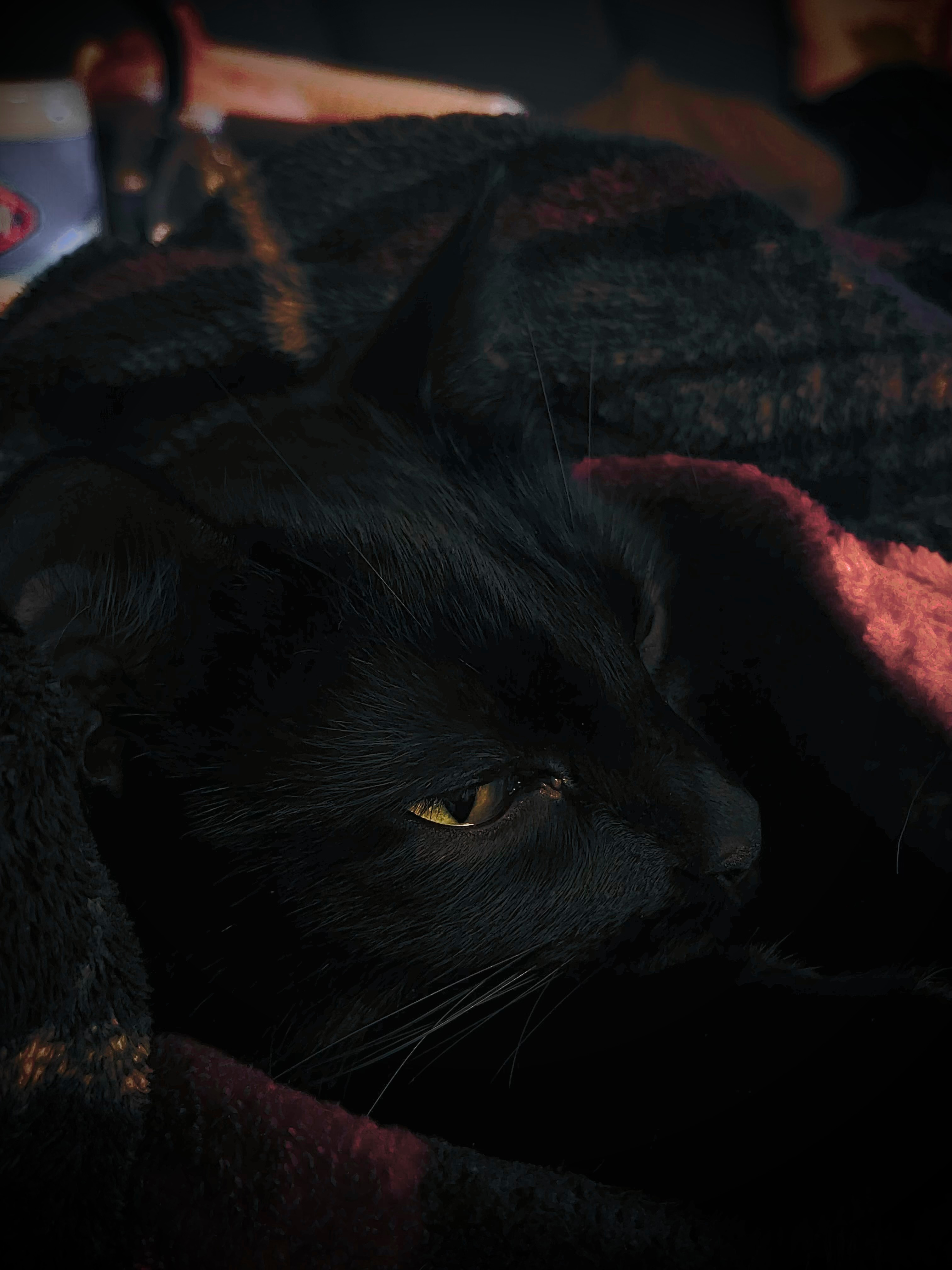 This is a sample image of a cat named Scratch Bastard